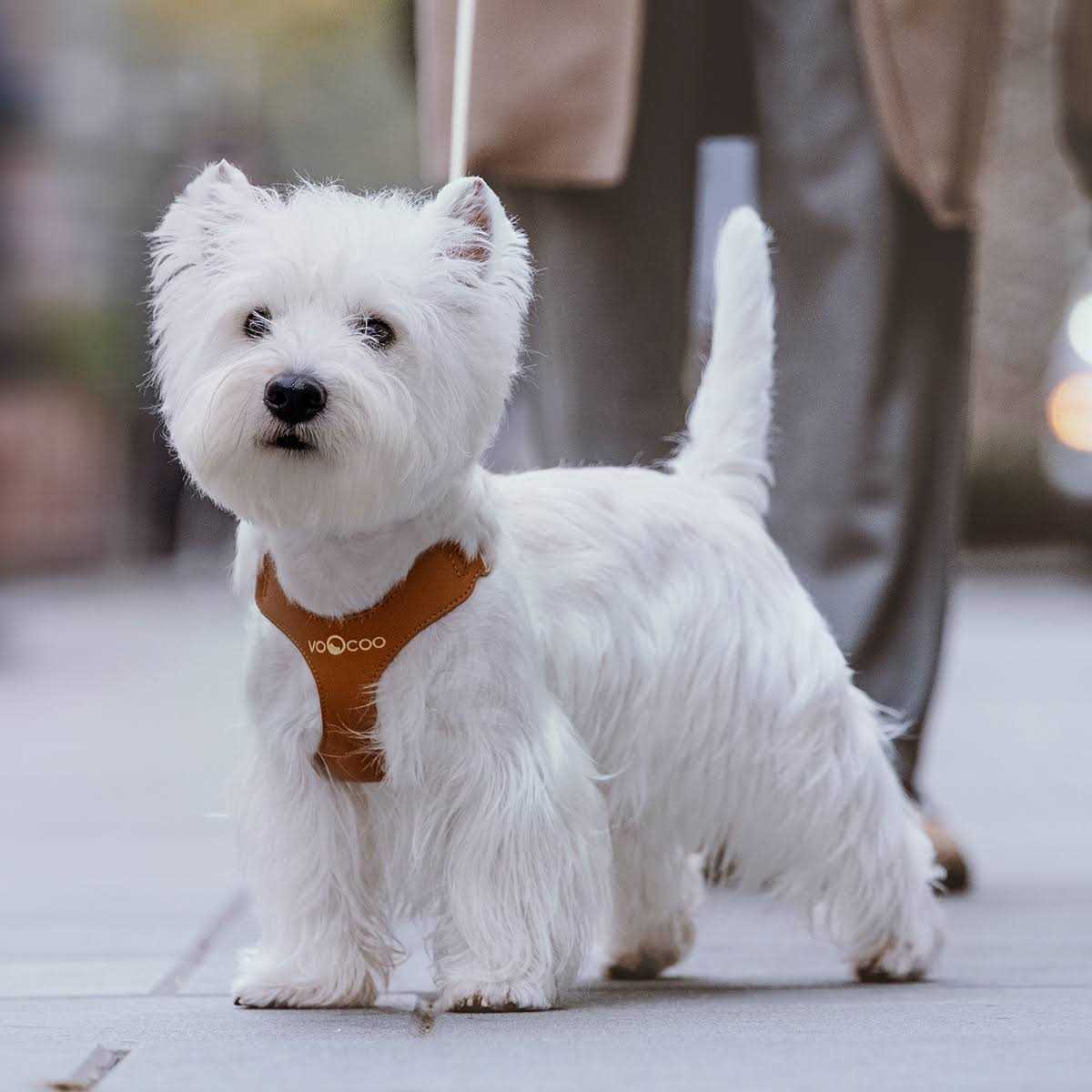 VOOCOO #OOTD Pet Harness and Leash Set - Healthber