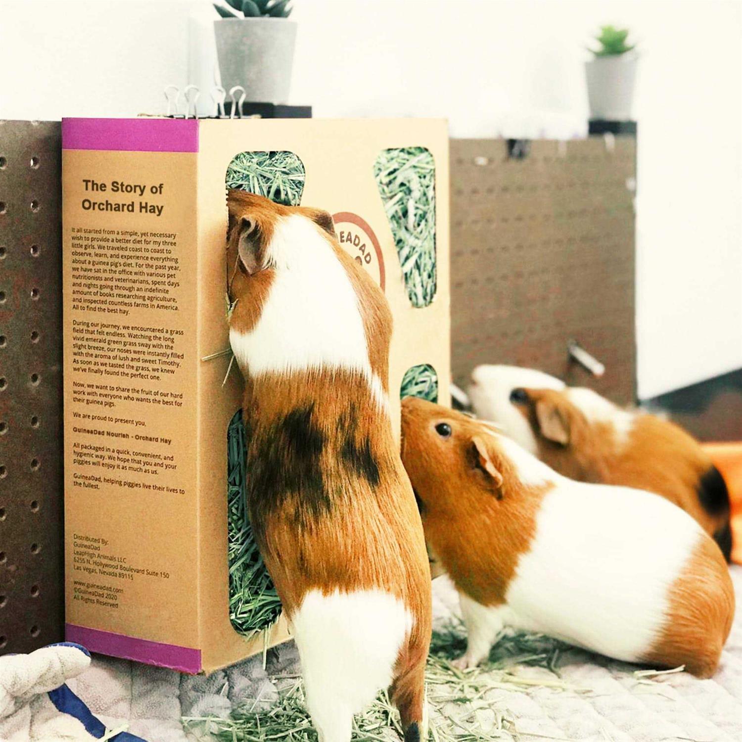 GuineaDad Orchard Hay for Guinea Pigs - Healthber