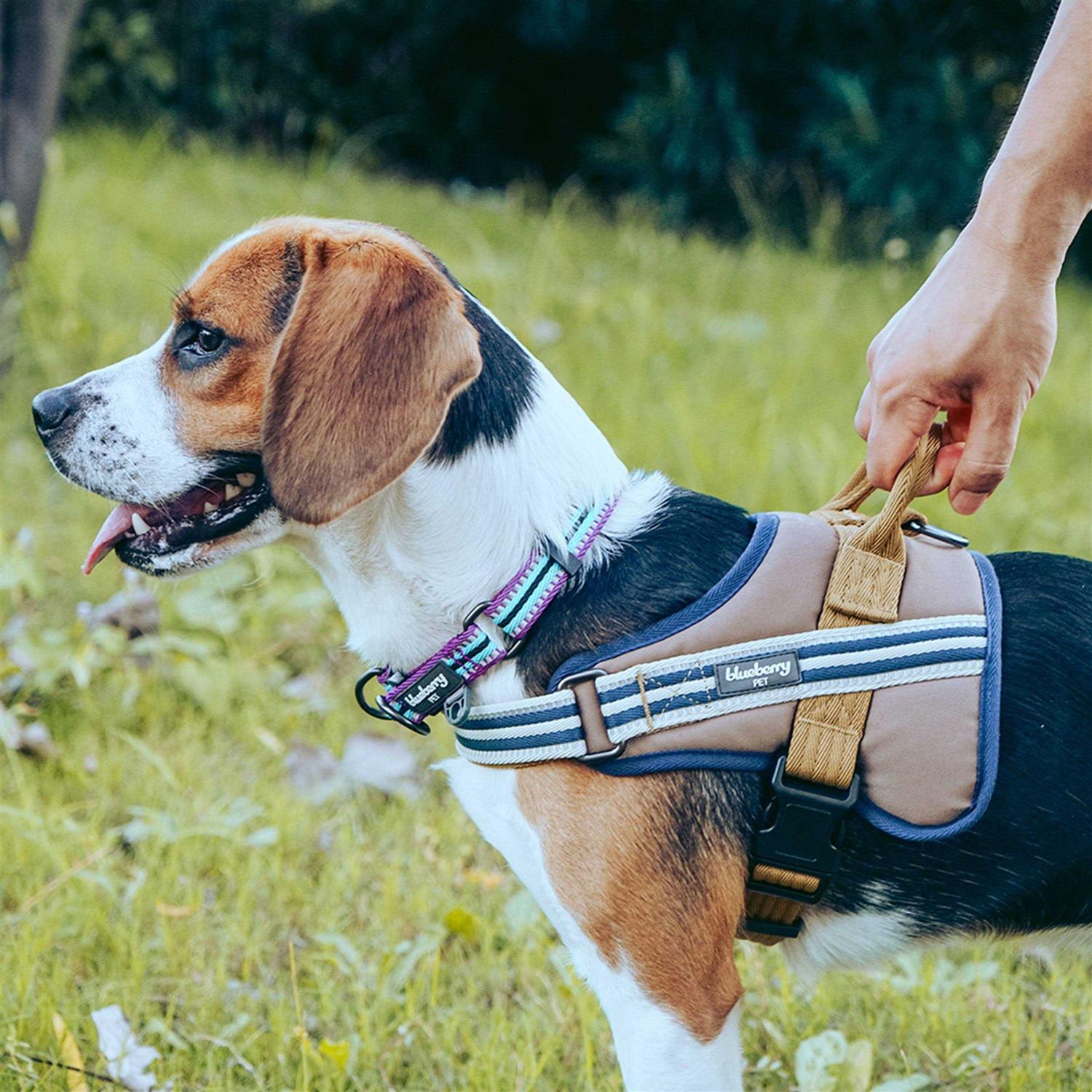 Blueberry Pet 3M Reflective Multi-Colored Stripe and Dog Collar - Healthber