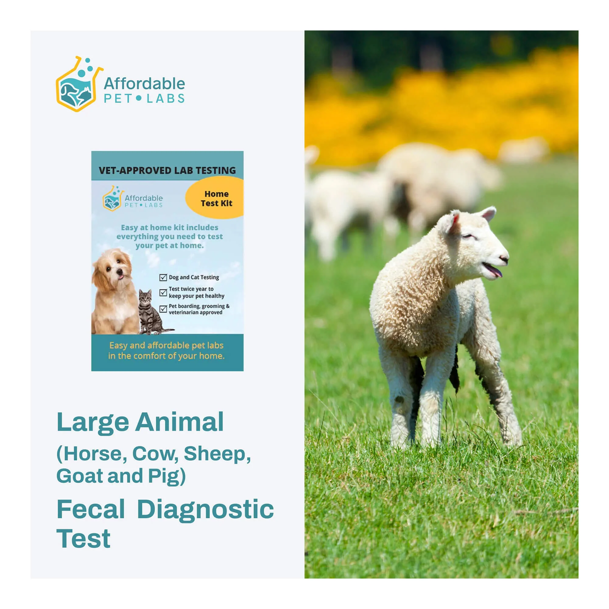 Affordable Pet Labs Large Animal (Horse, Cow, Sheep, Goat and Pig) Fecal Diagnostic Test, Easy Home Kit - Healthber