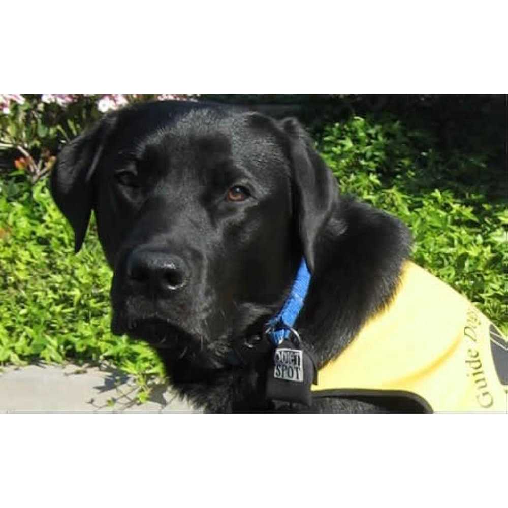 Quiet Spot Pet Tag Silencer - Healthber