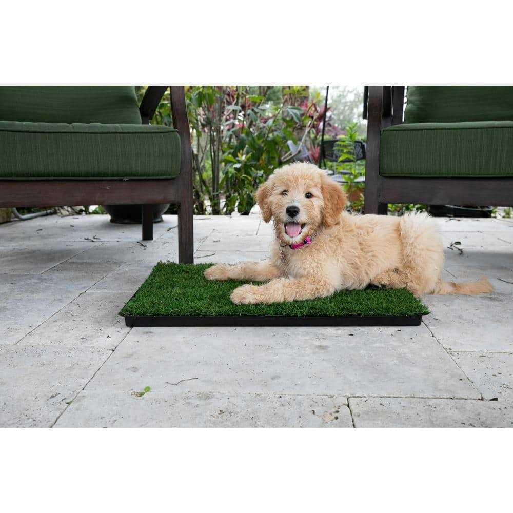 Gotta Go Grass with Tray - Healthber
