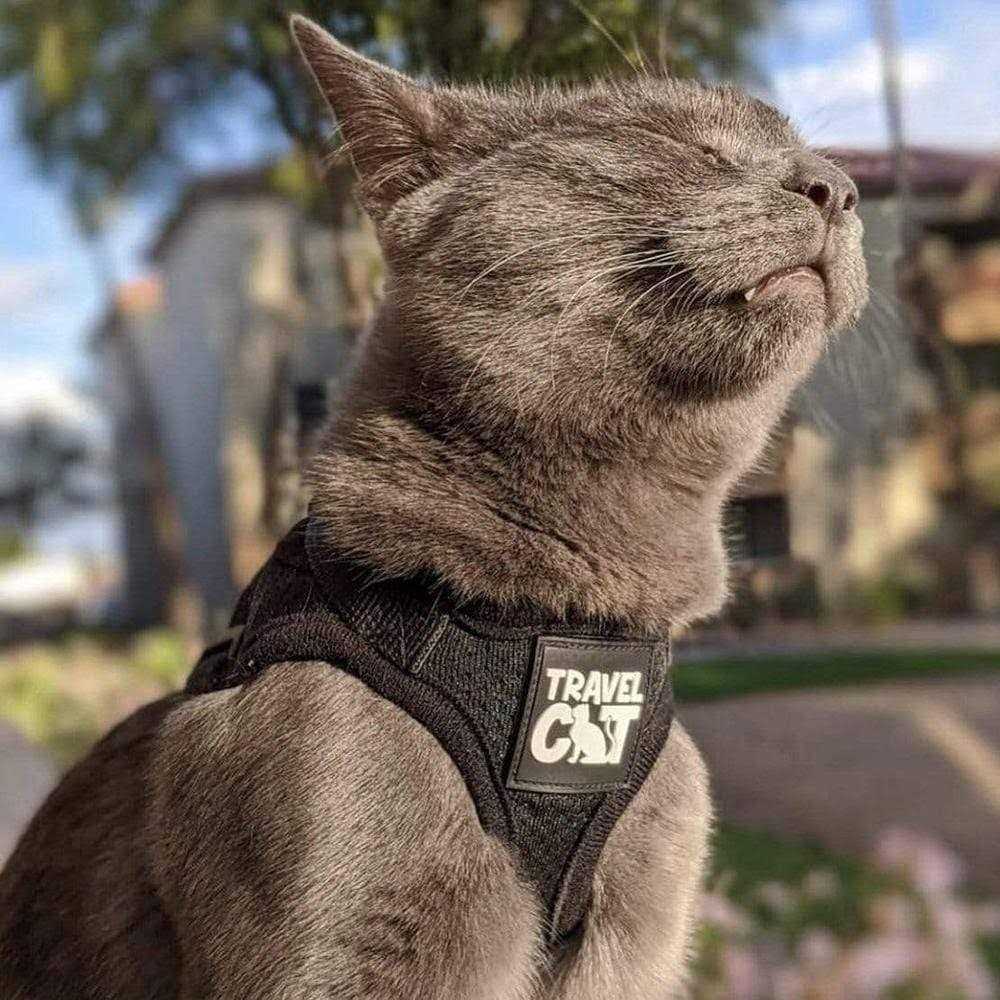 The True Adventurer Reflective Cat & Kitten Harness and Leash - Healthber