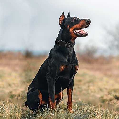 Tactical Dog Collar Military Dog Collar Nylon Adjustable Training Dog Collar Heavy Duty Metal Buckle for Medium Large Dogs - Healthber