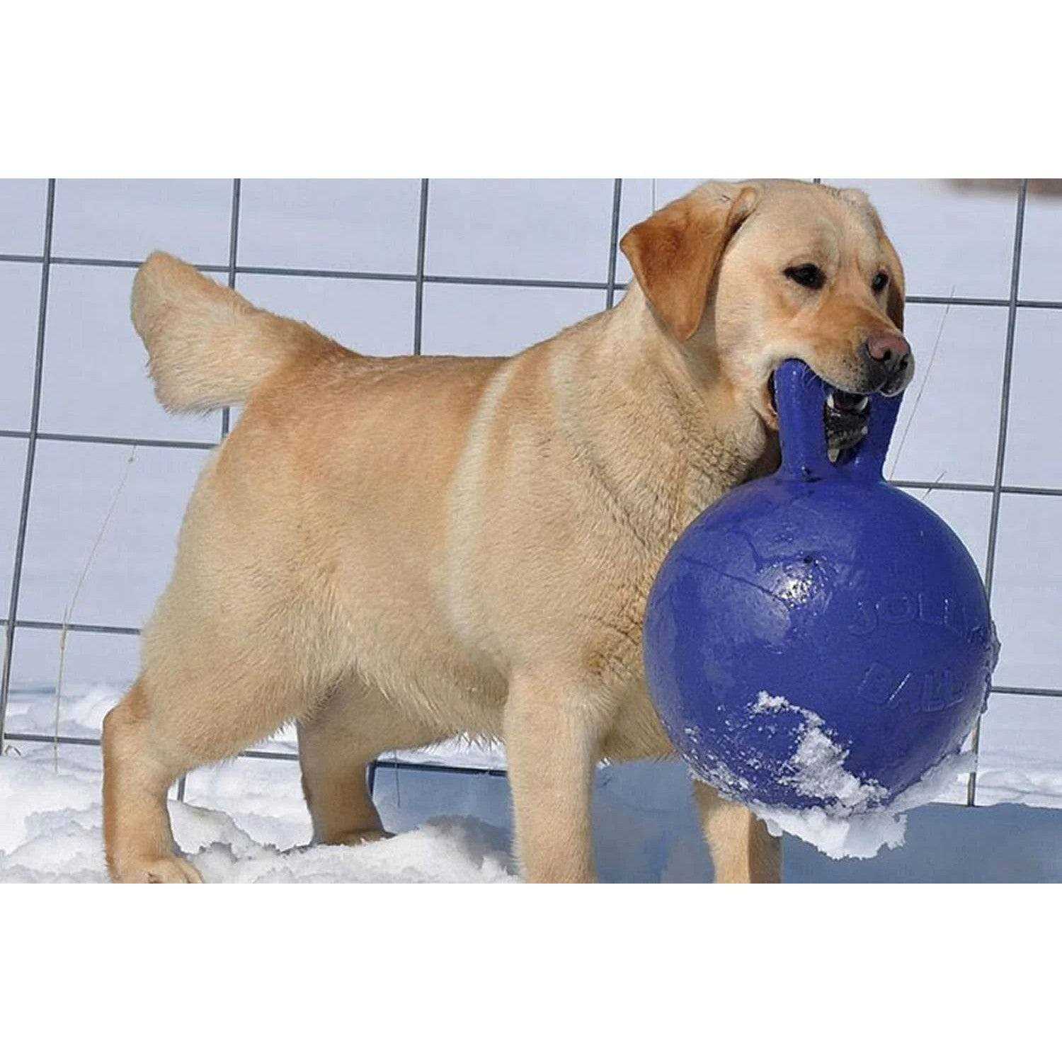 Jolly Pets Tug N Toss Ball - Healthber