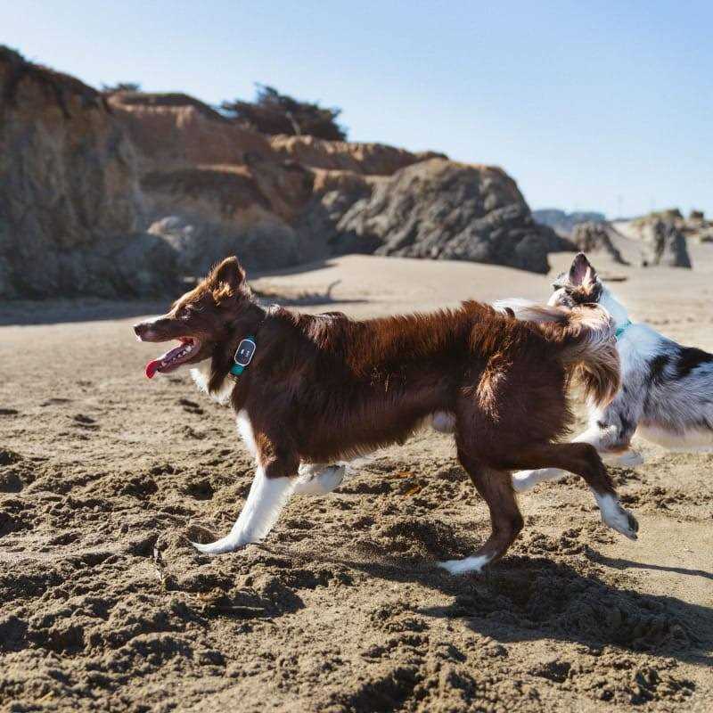 Link My Pet GPS Dog Tracker & Activity Monitor with Training Tools - Healthber