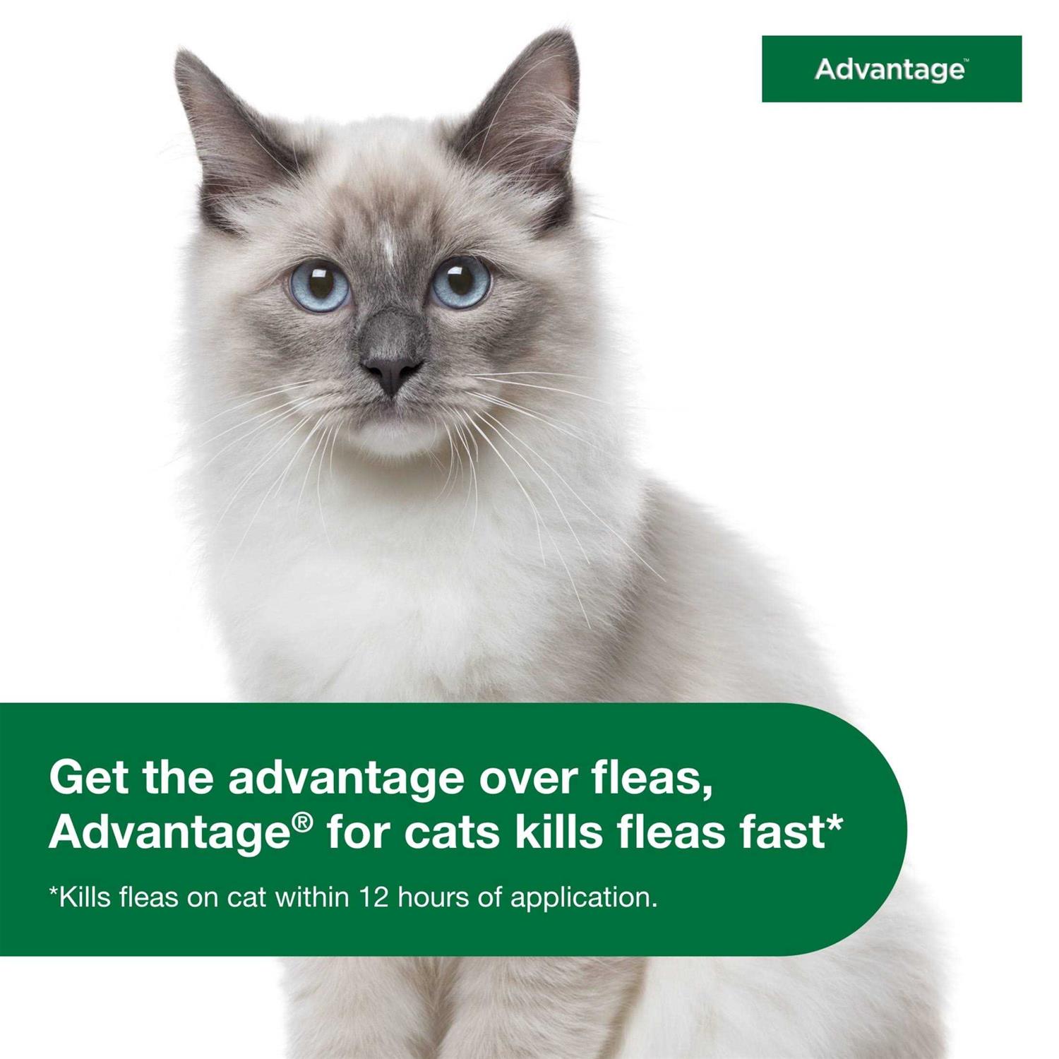 Advantage Topical Flea Prevention for Small Cats - Healthber
