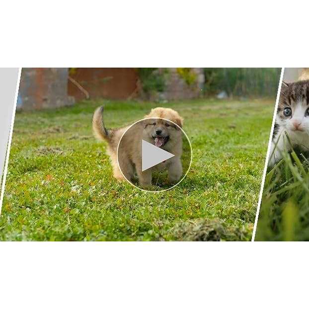 BioBag Standard Pet Waste Bags - Healthber