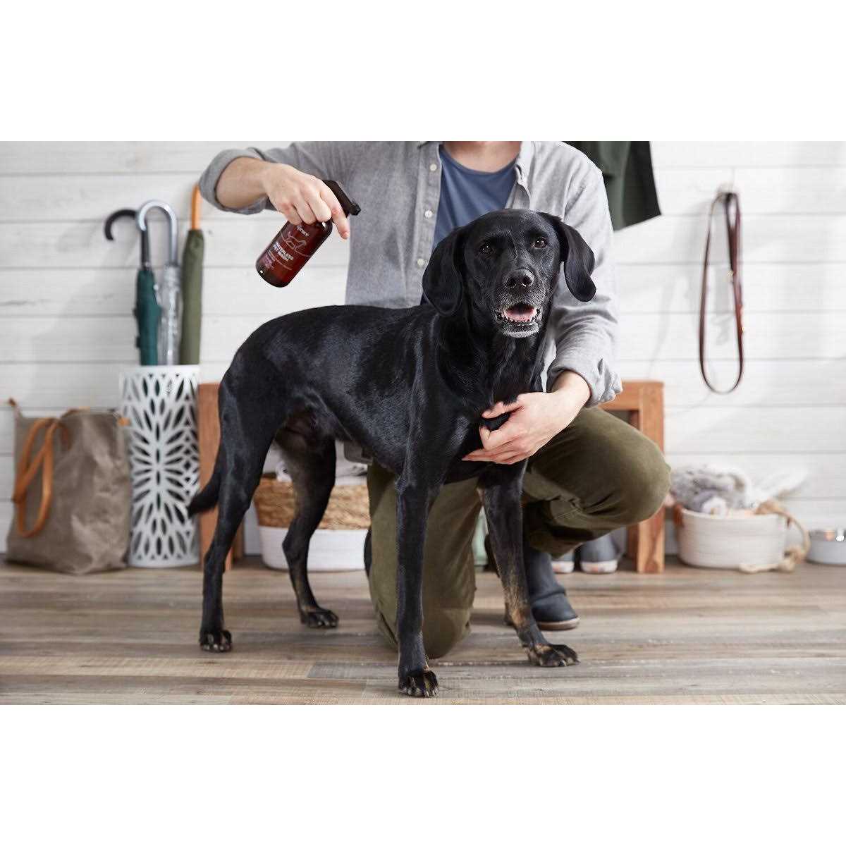 The Spruce Waterless Pet Wash No Rinse Moisturizing Cat & Dog Shampoo - Healthber