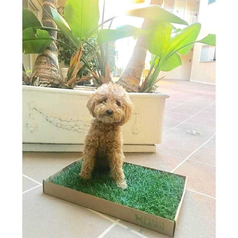 DoggieLawn Real Grass Puppy Pee Pads 24 x Perfect Indoor Litter Box for Dogs - Healthber