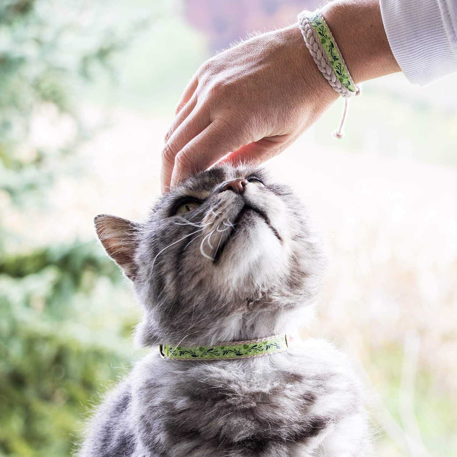 Pettsie Cat Collar Breakaway Friendship Bracelet - Healthber