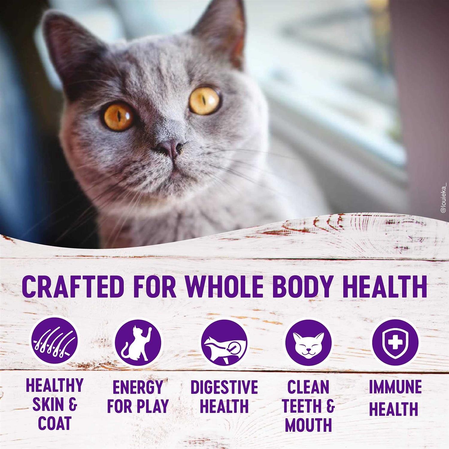 Wellness Complete Health Grain-Free Indoor Deboned Chicken Recipe Dry Cat Food - Healthber