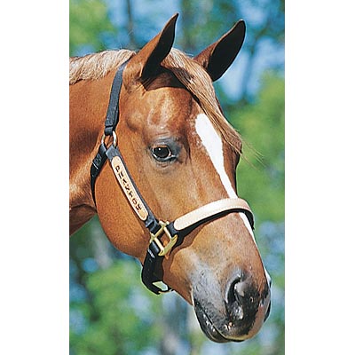 Personalized Nylon Halter, Standard (800-1100 lb) by Supreme Western - Healthber