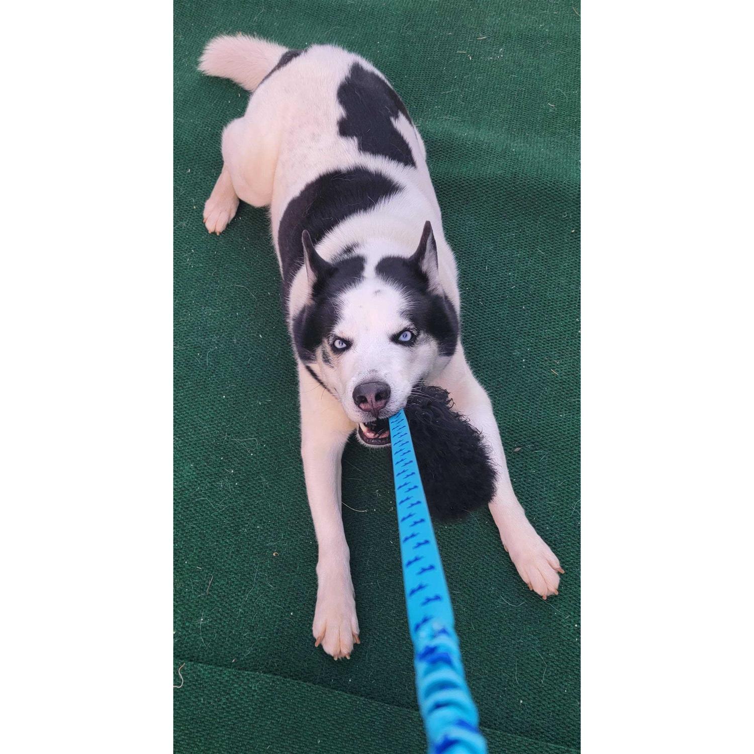 Tug-E-Nuff Sheepskin Bungee Chaser - Healthber