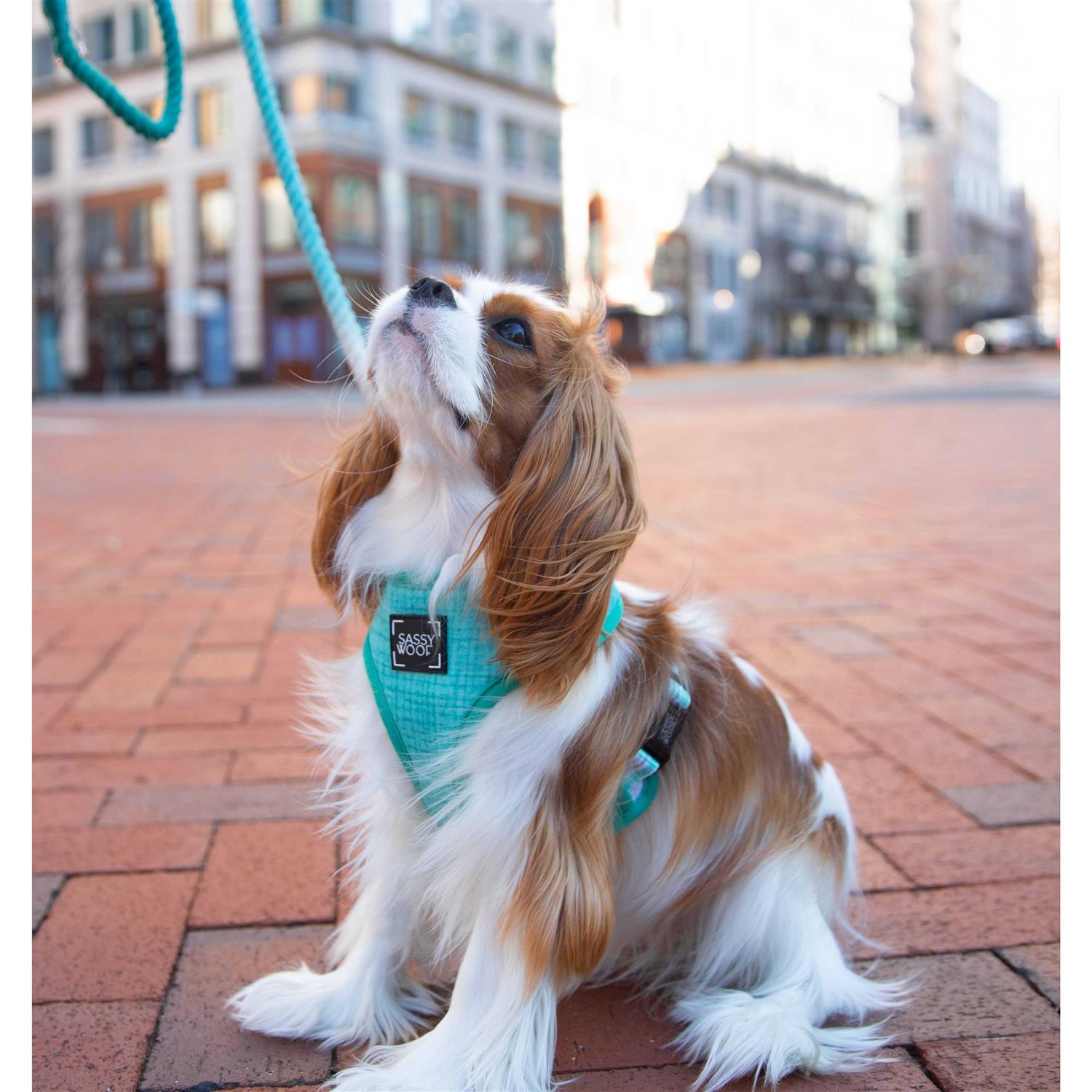 Dog Rope Leash Sassy Woof - Healthber