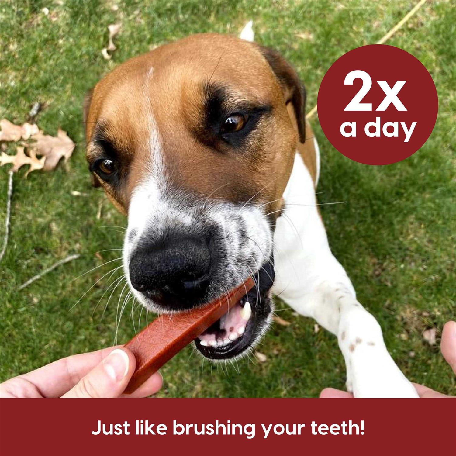 Ark Naturals Protection+ Brushless Toothpaste Fortified Dental Dog Chews - Healthber