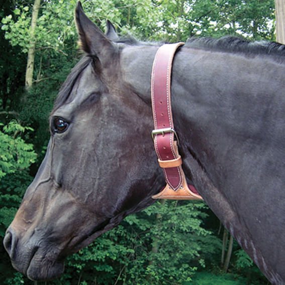 Dare Cribbing Control Collar - Healthber