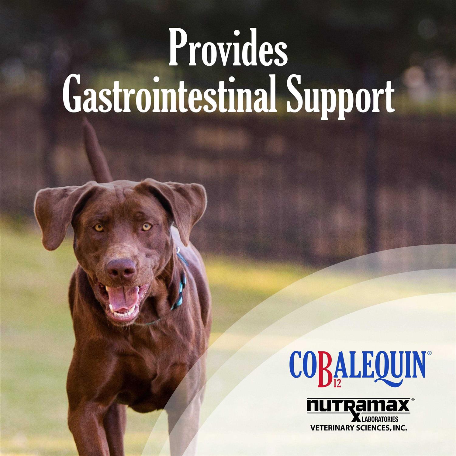 Nutramax Cobalequin B12 Supplement Dogs - Healthber