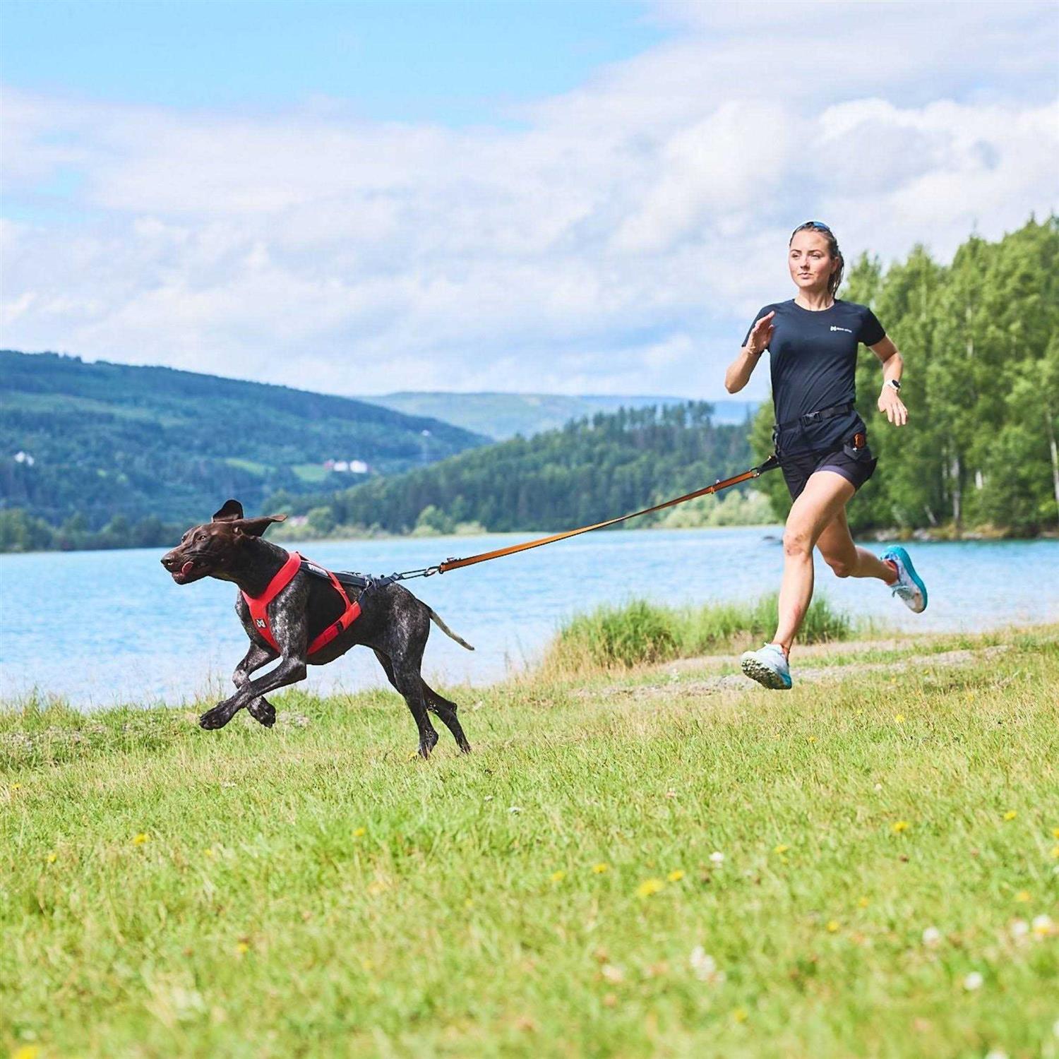 Non-Stop Dogwear Freemotion Harness 5.0 - Healthber