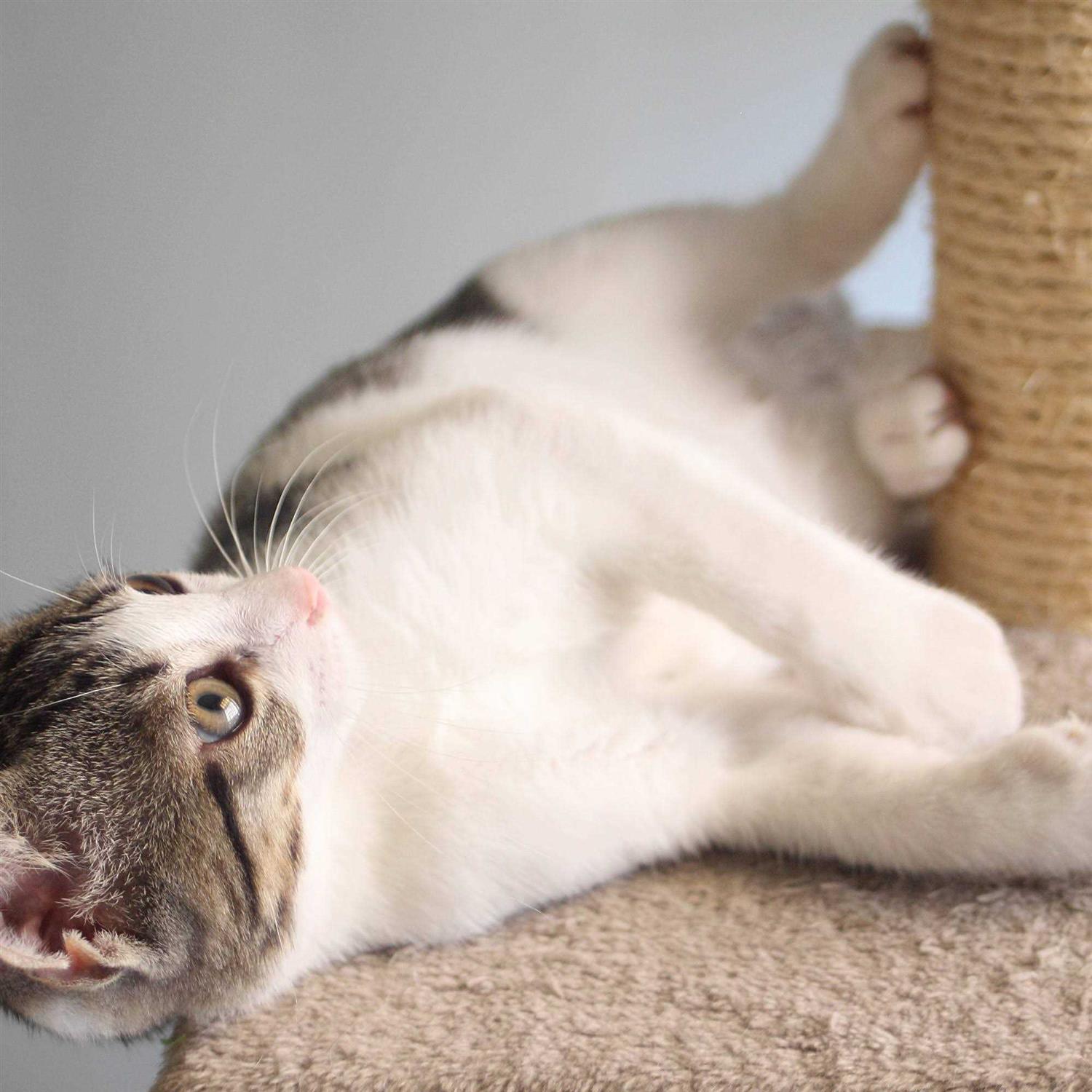 Pet Adobe 19.25-in. Cat Scratching Post with Toys - Healthber