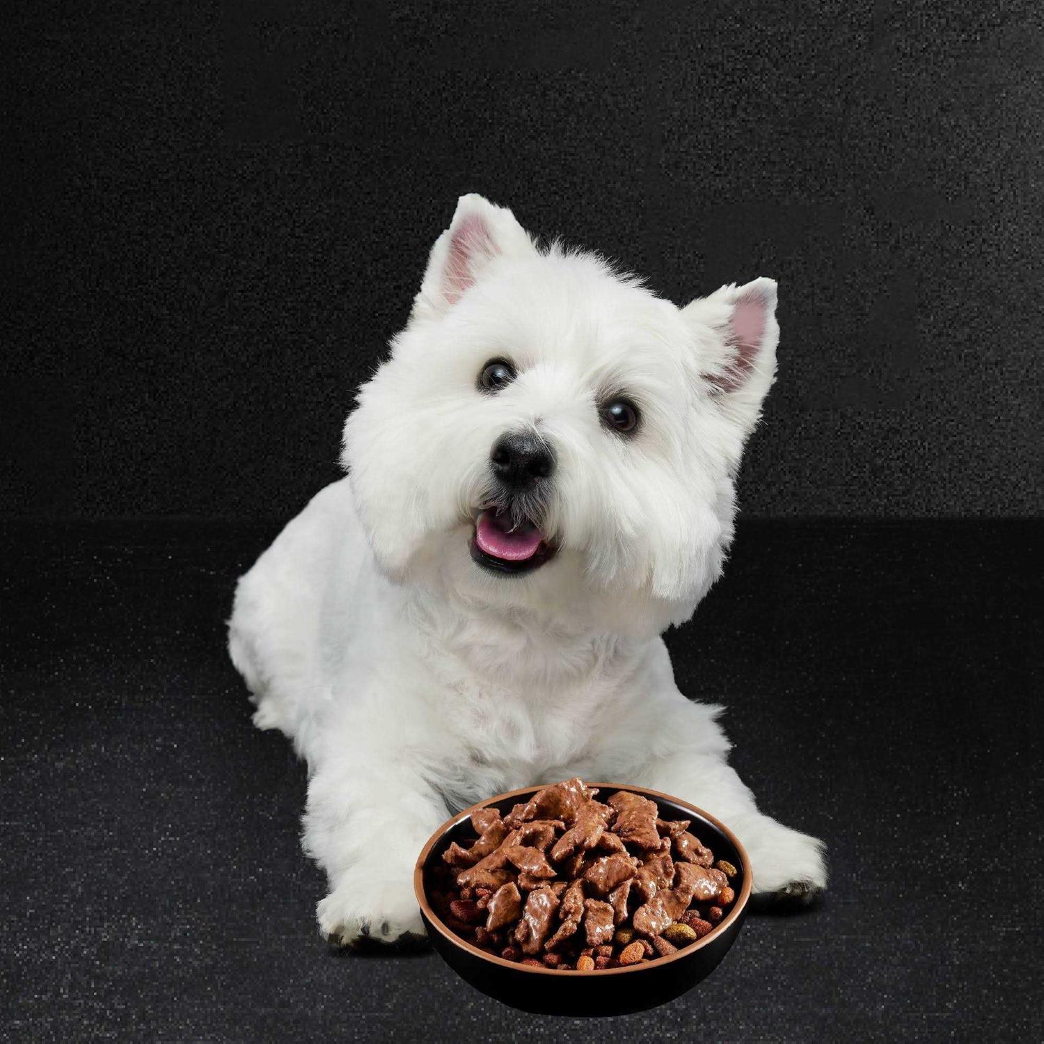 Cesar Filets in Gravy Wet Dog Food Variety Pack - Healthber