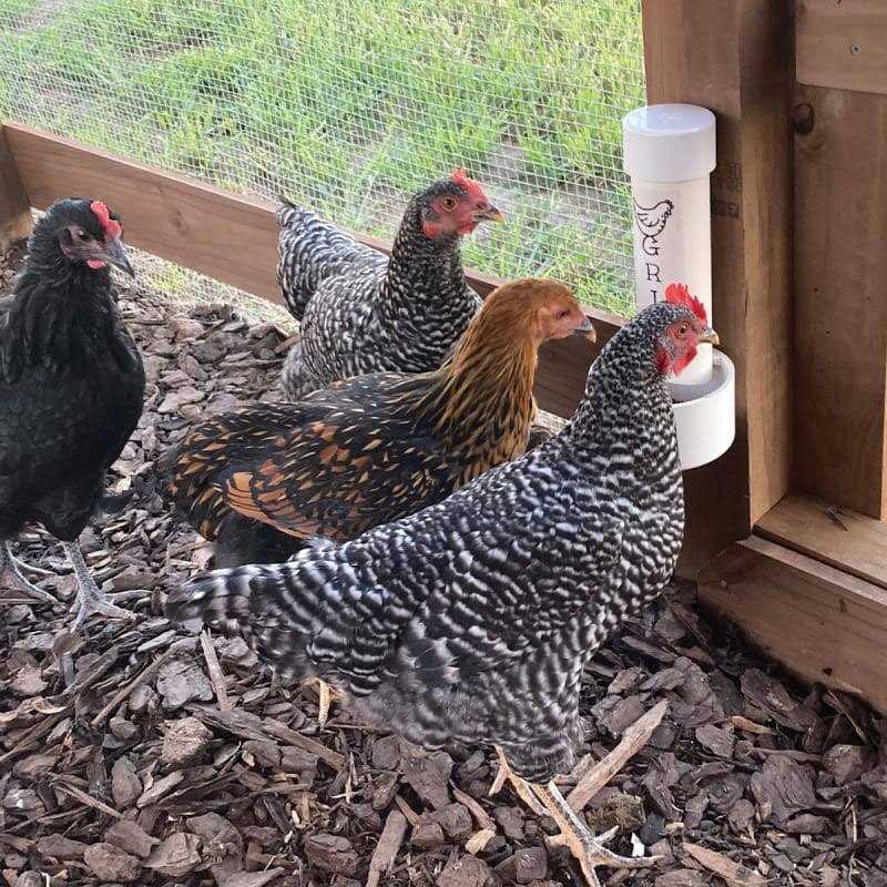 Cherry Stone Poultry Grit - Healthber