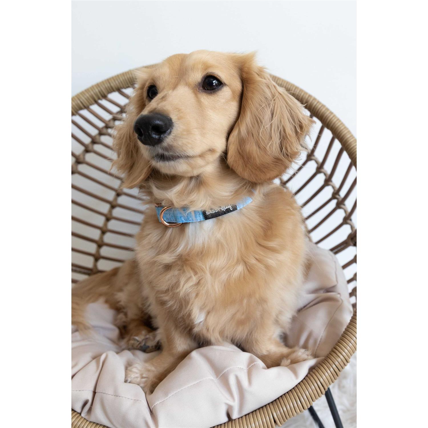 Sassy Woof ‘Aurora’ Dog Collar - Healthber