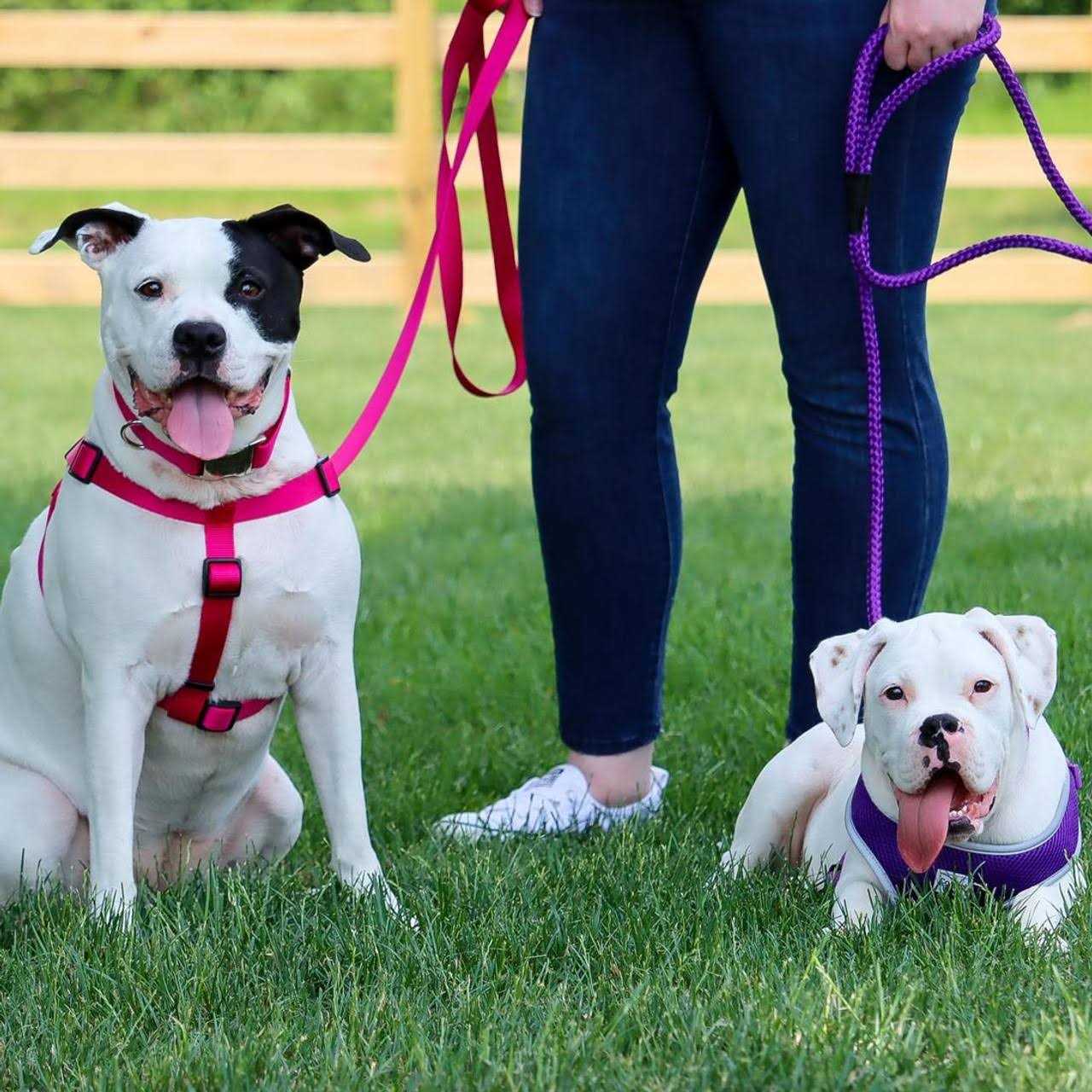 Coastal Comfort Wrap Adjustable Nylon Dog Harness - Healthber