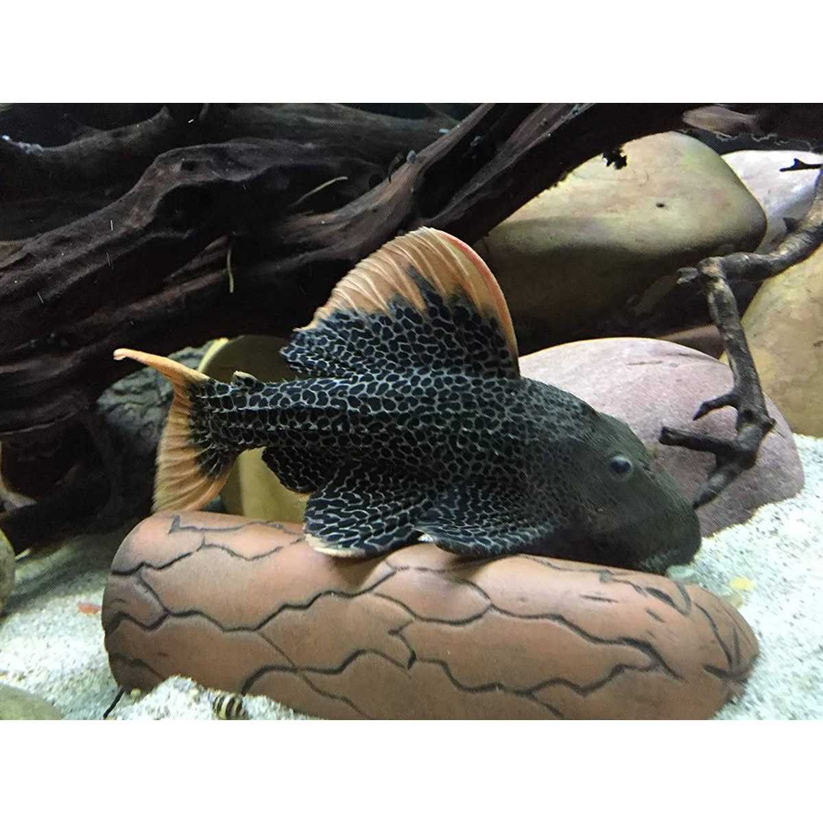 Plecoceramics Aquarium pleco breeding cave Fish Tank Decorations - Healthber
