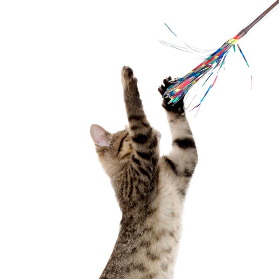 Go Cat Sparkler Wand Toy - Healthber