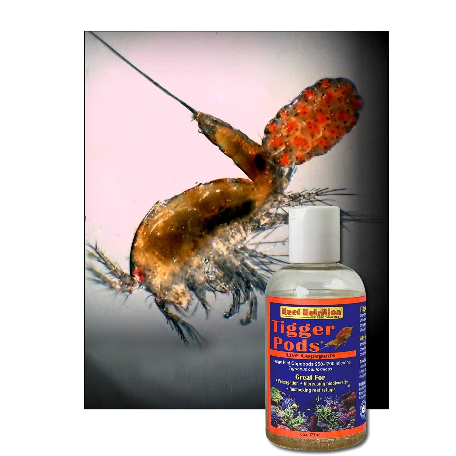 Reef Nutrition Tigger Pods - Healthber