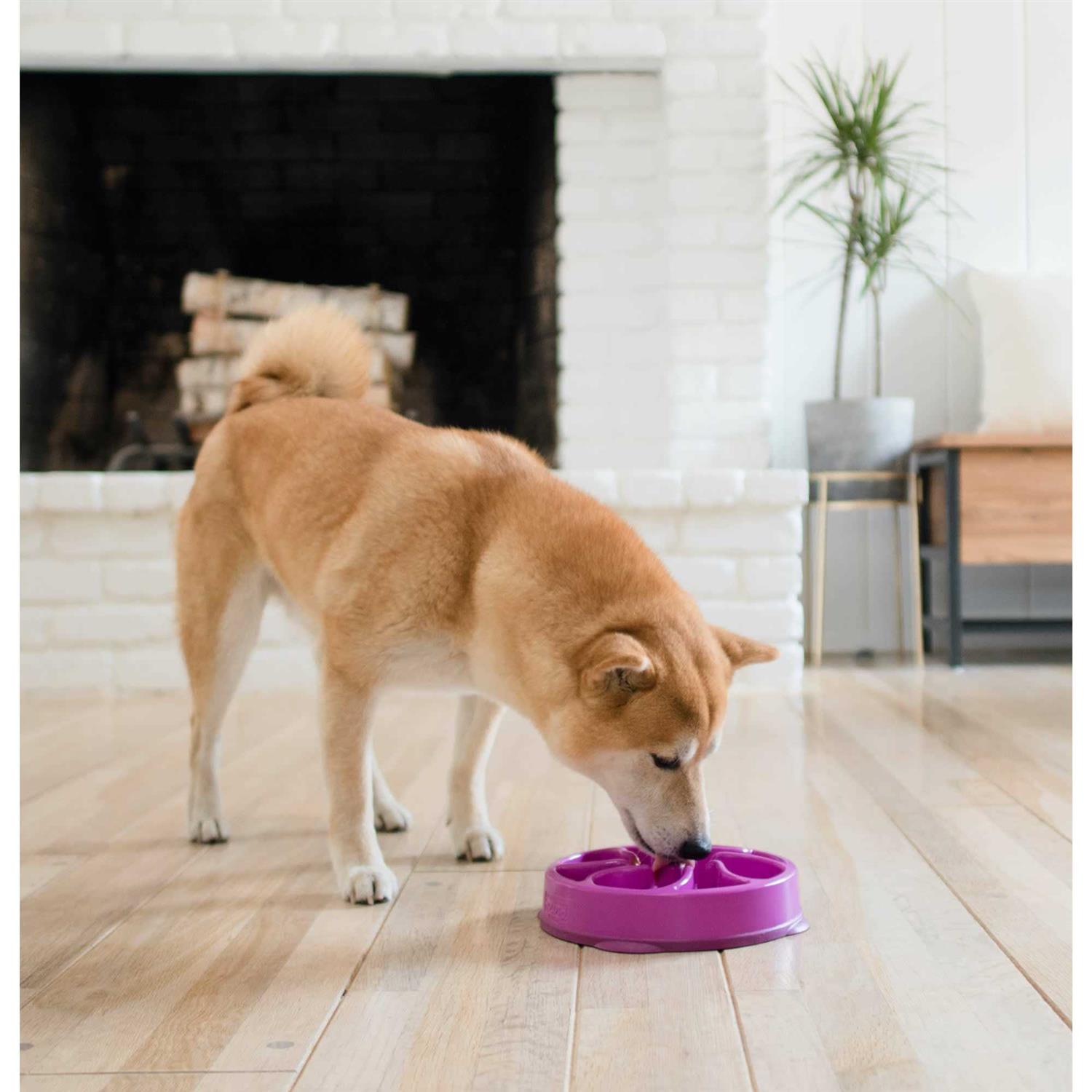 Outward Hound Fun Feeder Bowl - Healthber
