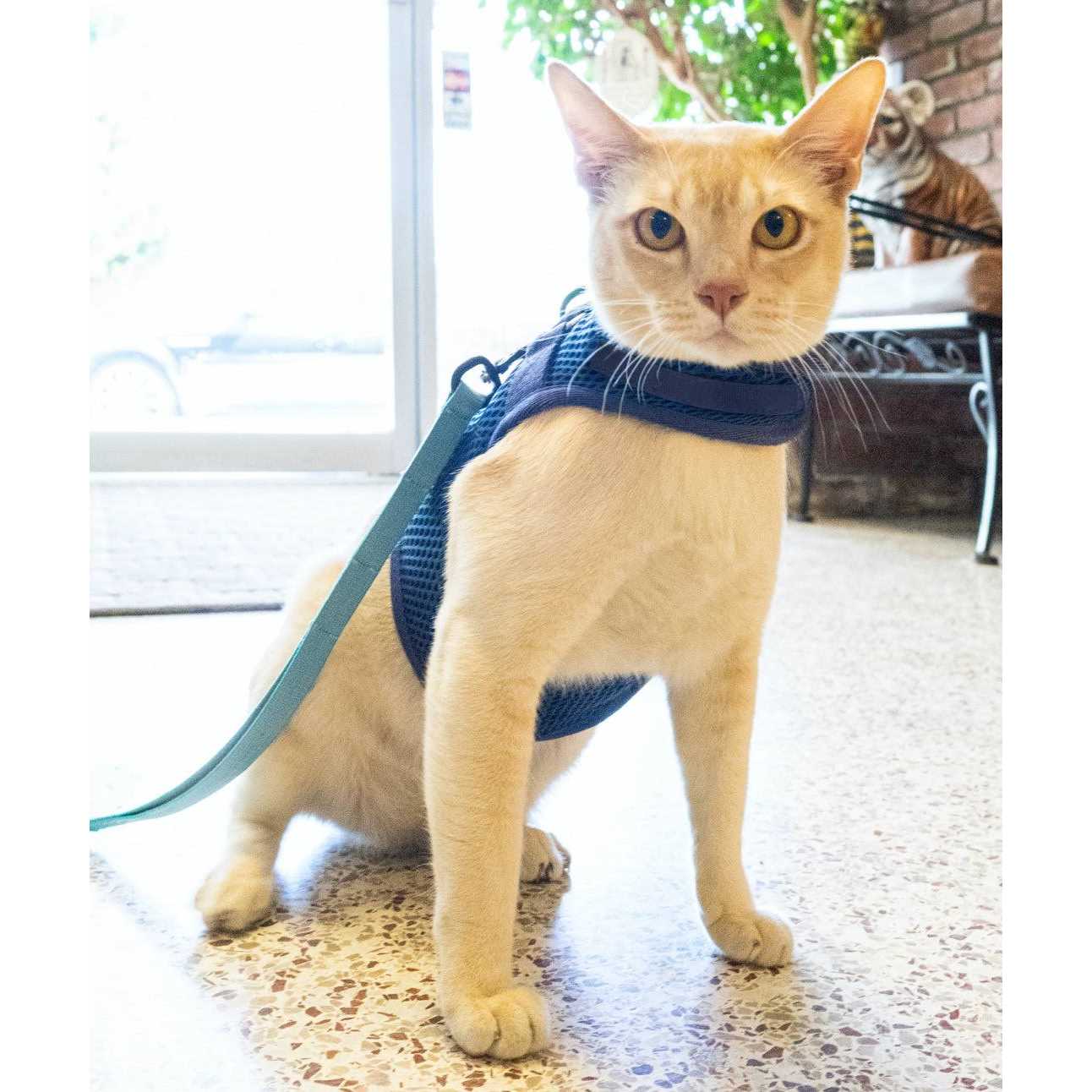 Sleepypod Martingale Cat Harness - Healthber