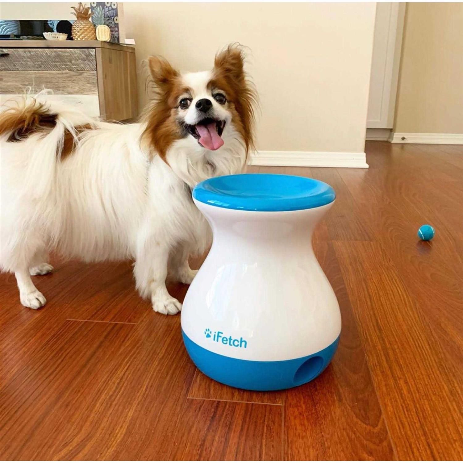 iFetch Frenzy Dog Toy - Healthber
