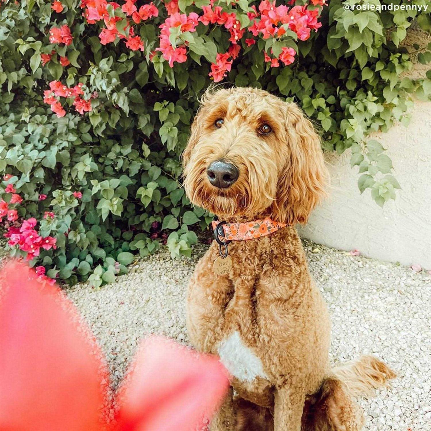 Lucy & Co. Posy Pink Dog Collar - Healthber