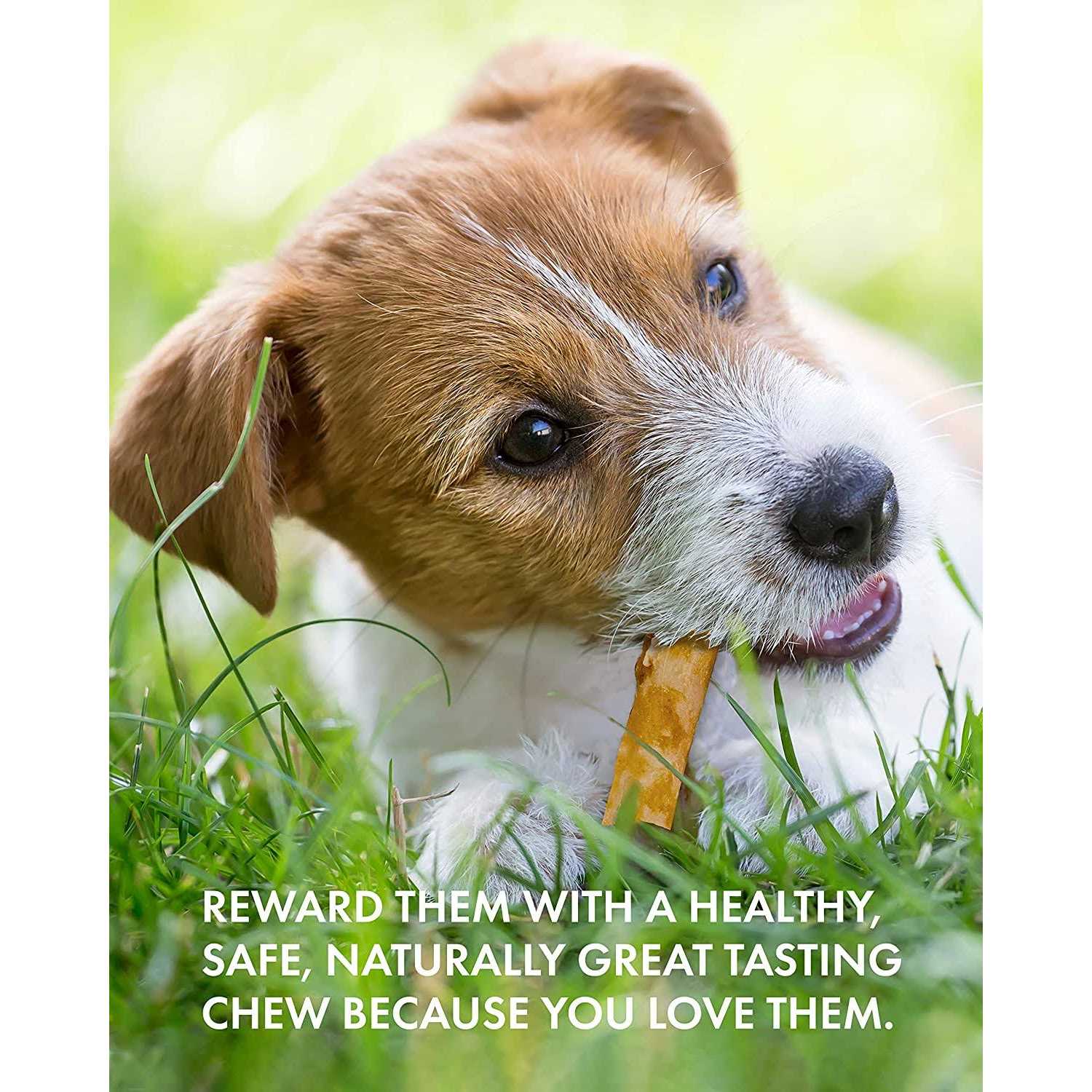 Canine Naturals Hide Free Chicken Recipe Stick Dog Chew - Healthber