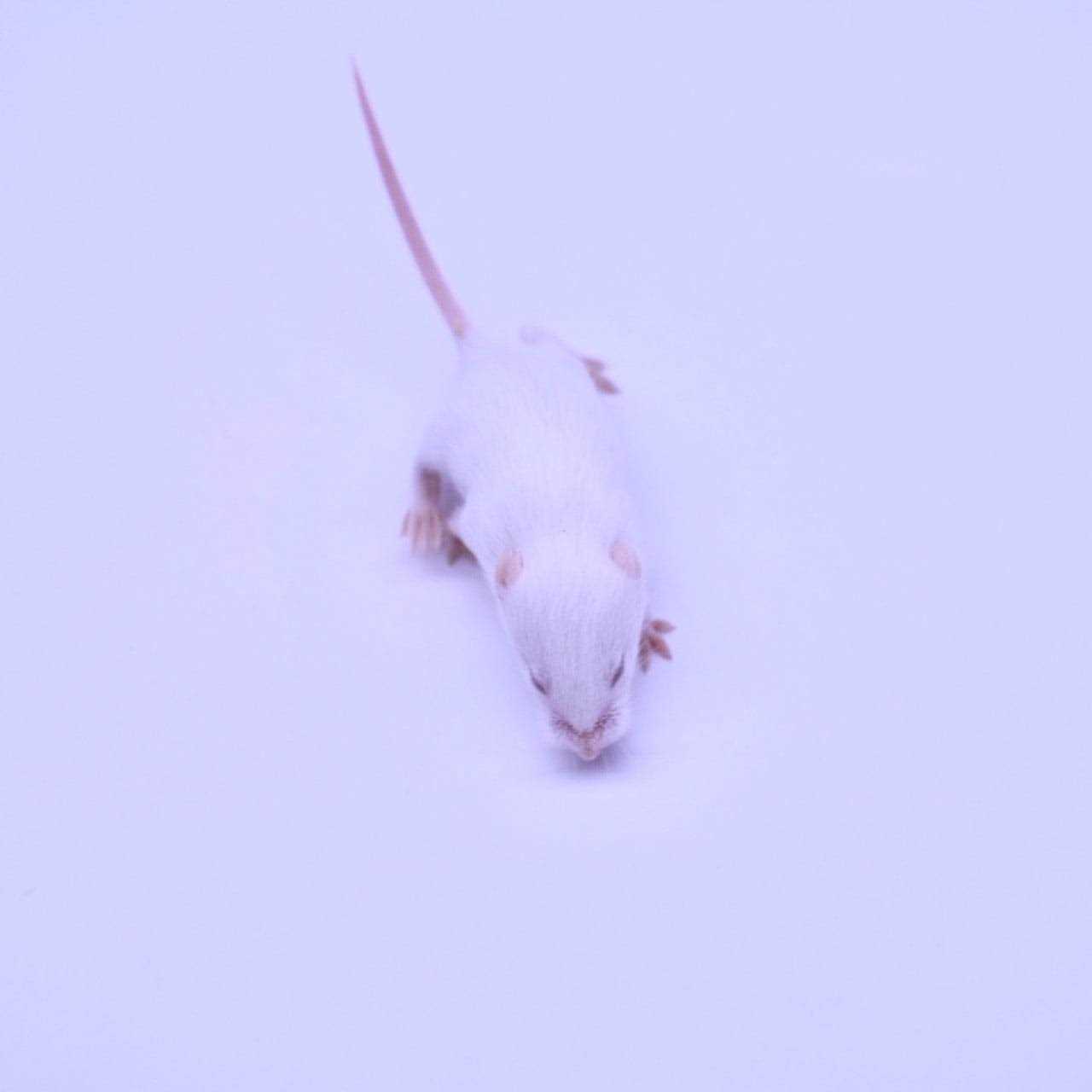 MiceDirect Frozen Mice Feeders Large Mice Fuzzies & Mice Hoppers Snake Food Combo Pack, 150 Count - Healthber