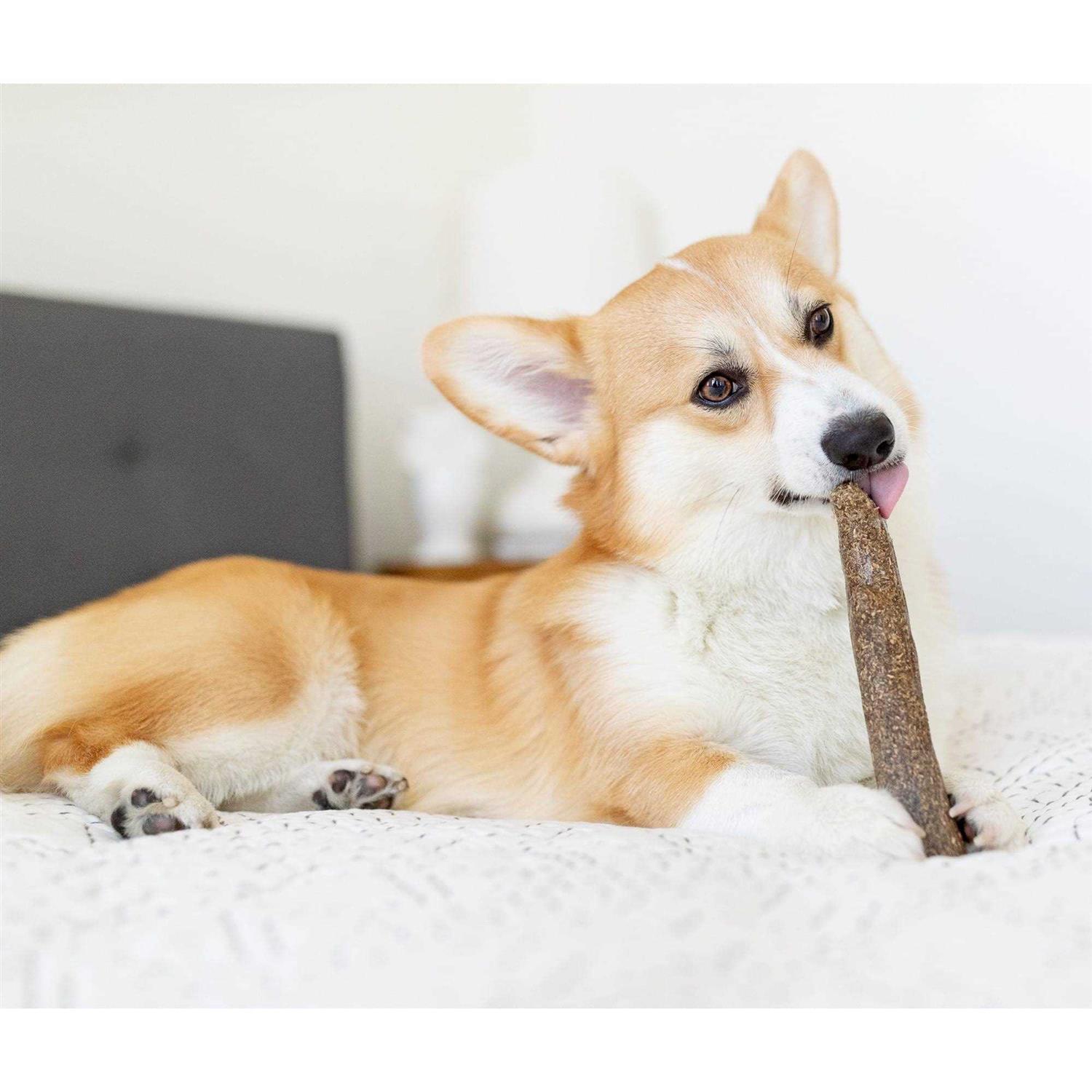 Petstages Dogwood Calming Chew - Healthber