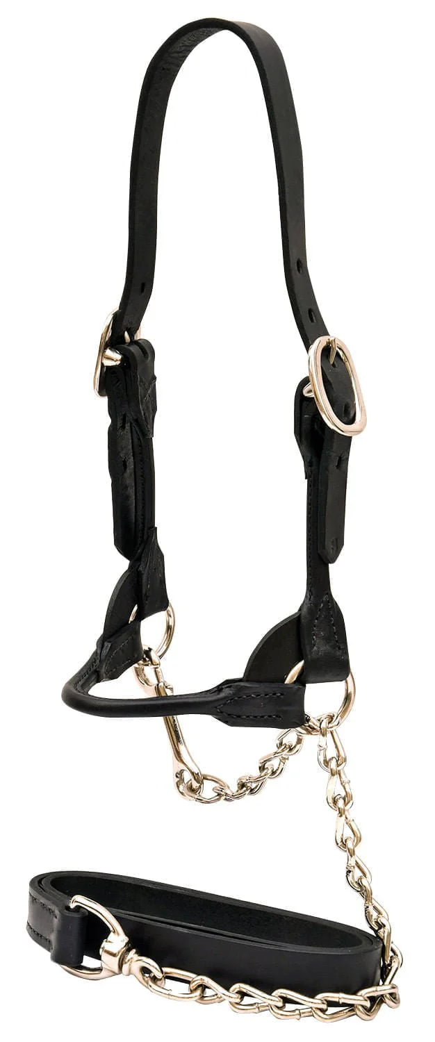 Weaver Leather Classic Rounded Cattle Show Halter, Large - Healthber