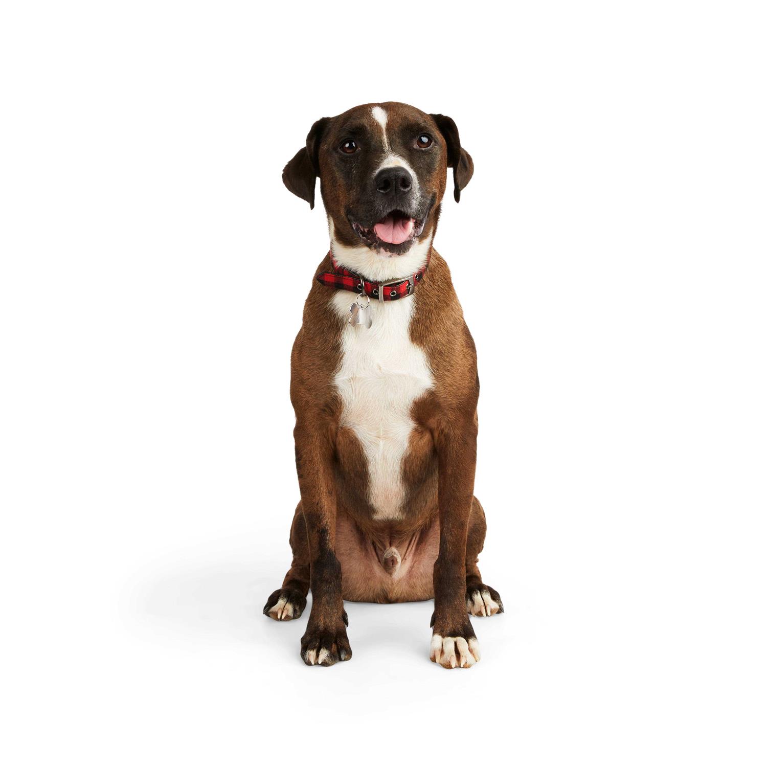 YOULY The Hipster Buffalo Checkered Dog Collar - Healthber