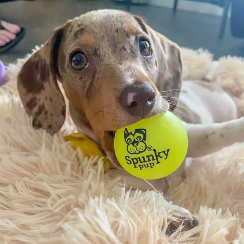 Spunky Pup Fetch Glow Ball - Healthber