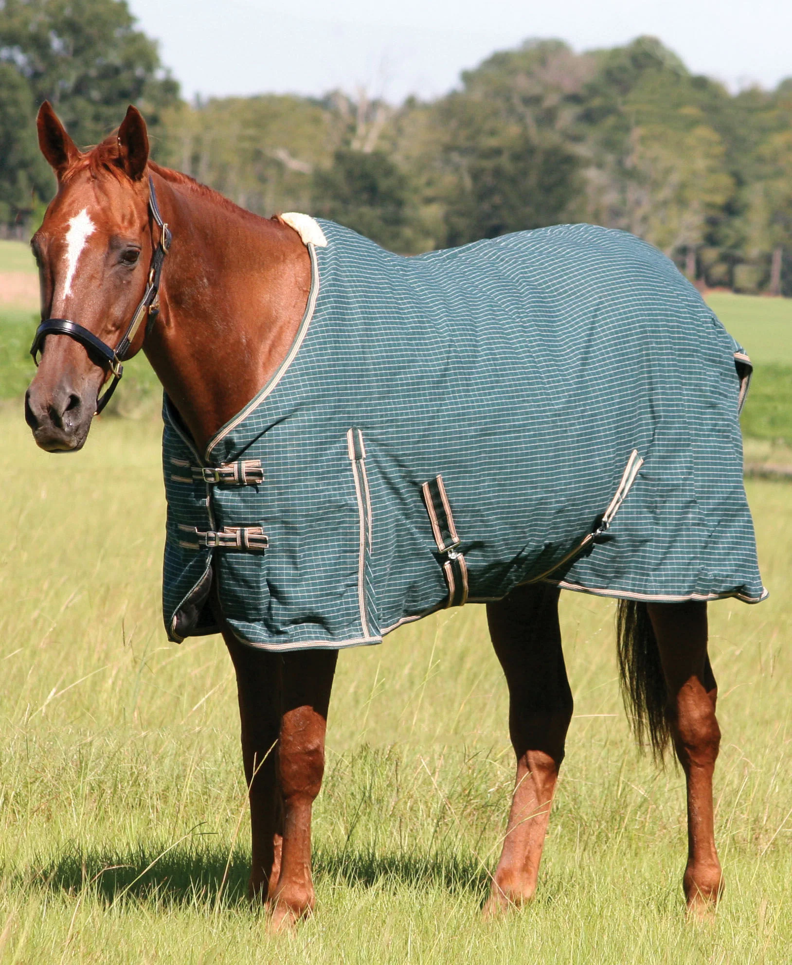 Basic Canvas Blanket - Healthber