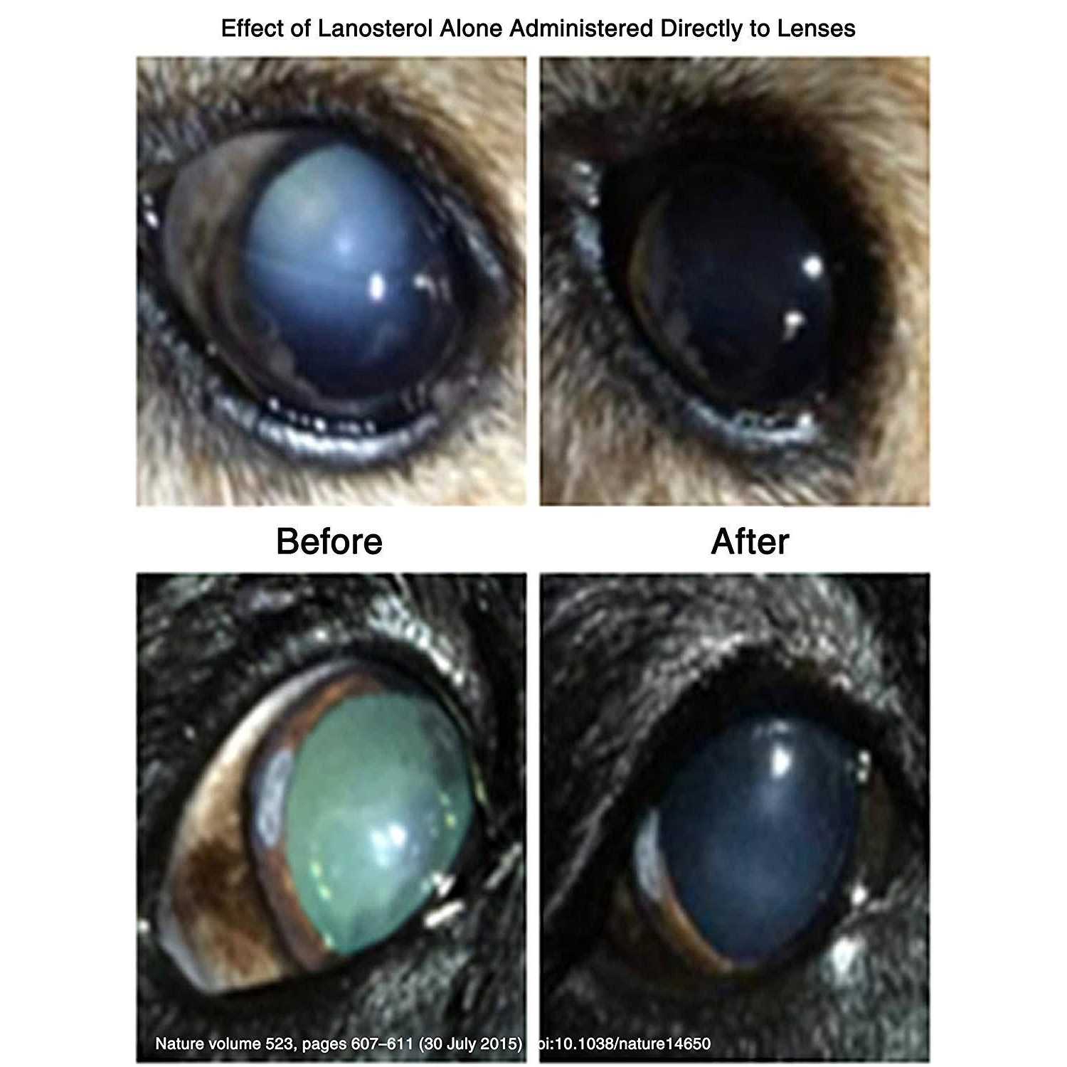 LumenPro Pet Cataracts Eye Drops - Healthber
