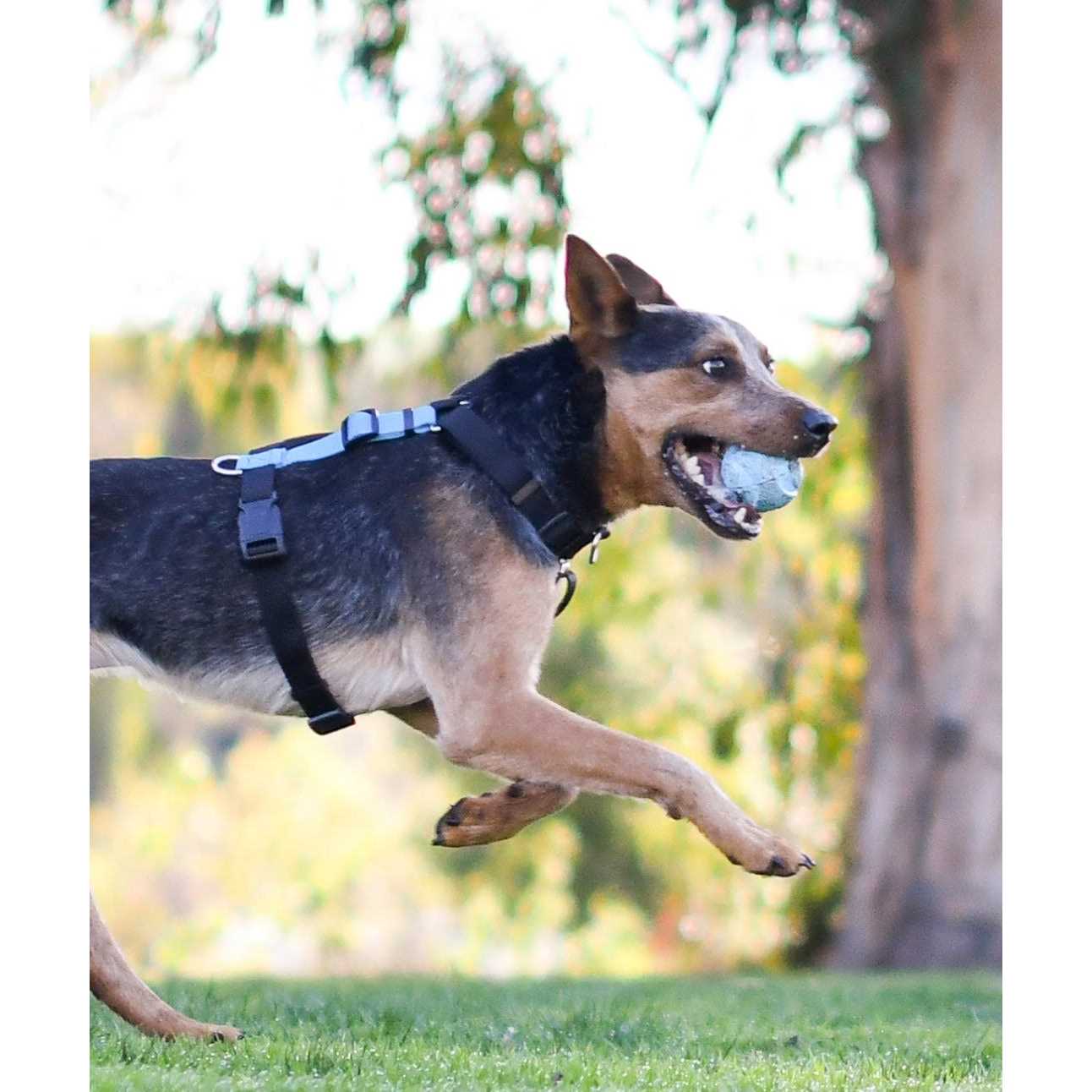 Blue-9 Buckle-Neck Balance Harness Fully Customizable Fit No-Pull Harness Ideal for Dog Training and Obedience - Healthber