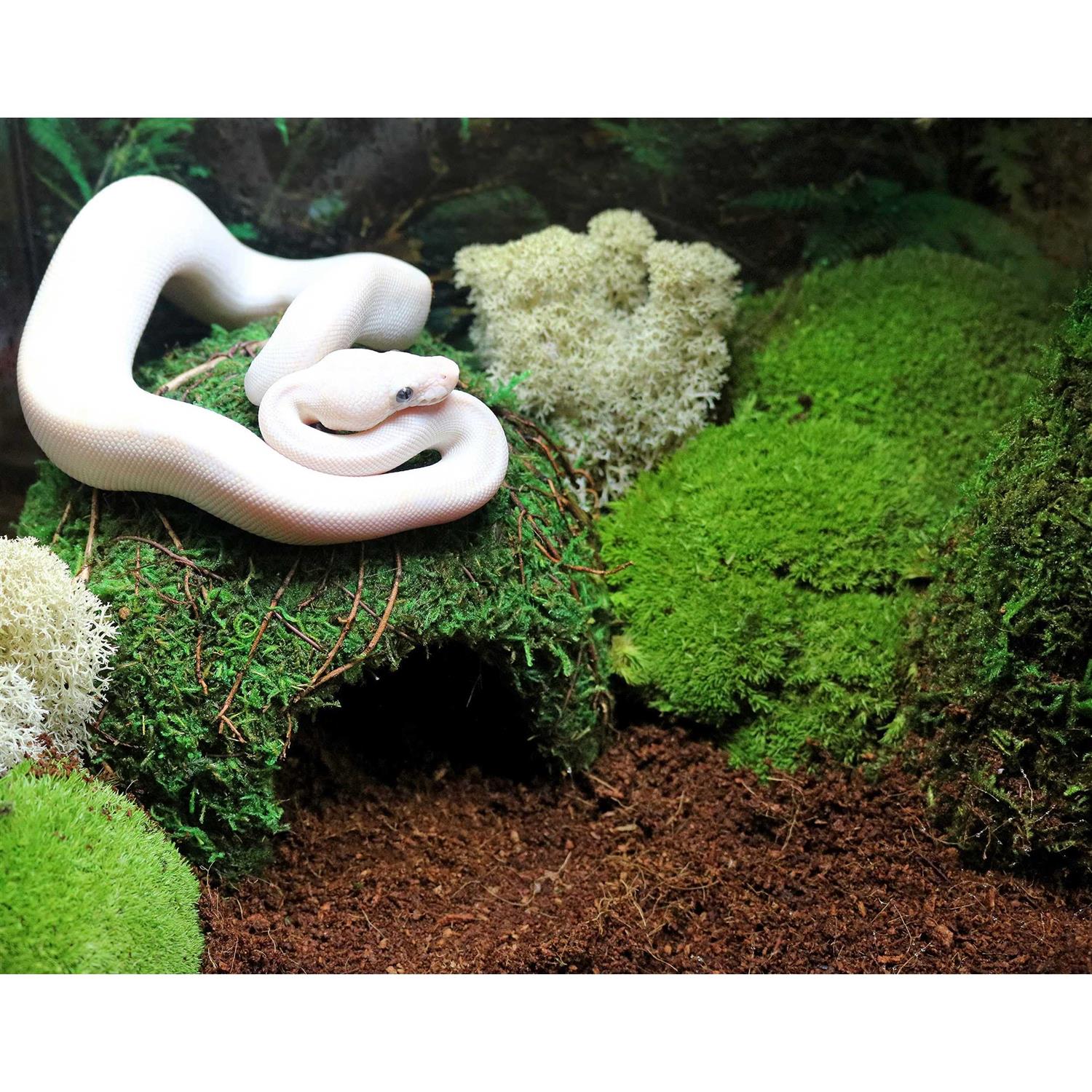 Galapagos Green Mossy Dome - Healthber