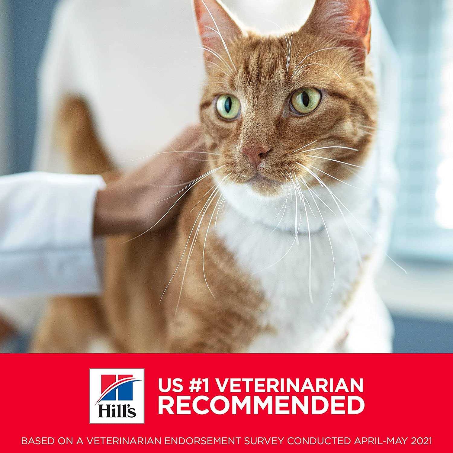 Hill’s Science Diet Kitten No Corn Wheat or Soy Dry Cat Food - Healthber