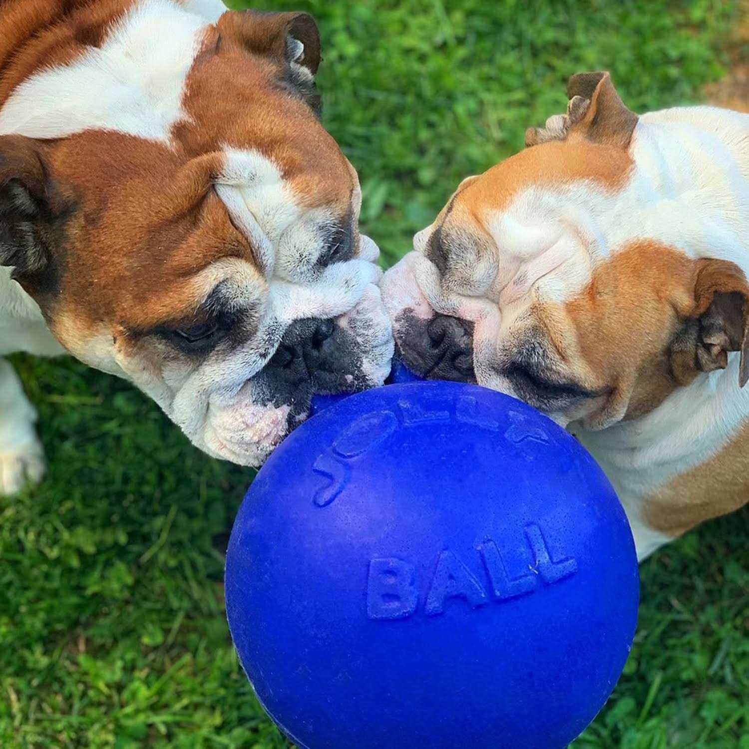 Jolly Pets Dual Jolly Ball - Healthber
