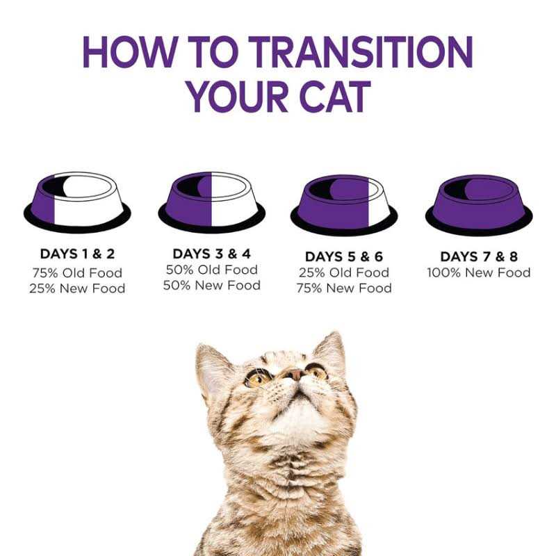 Wellness Cat Food - Healthber