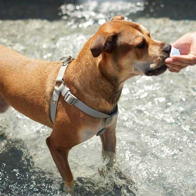 Frisco Outdoor Solid Textured Waterproof Stink Proof Pvc Dog Harness - Healthber
