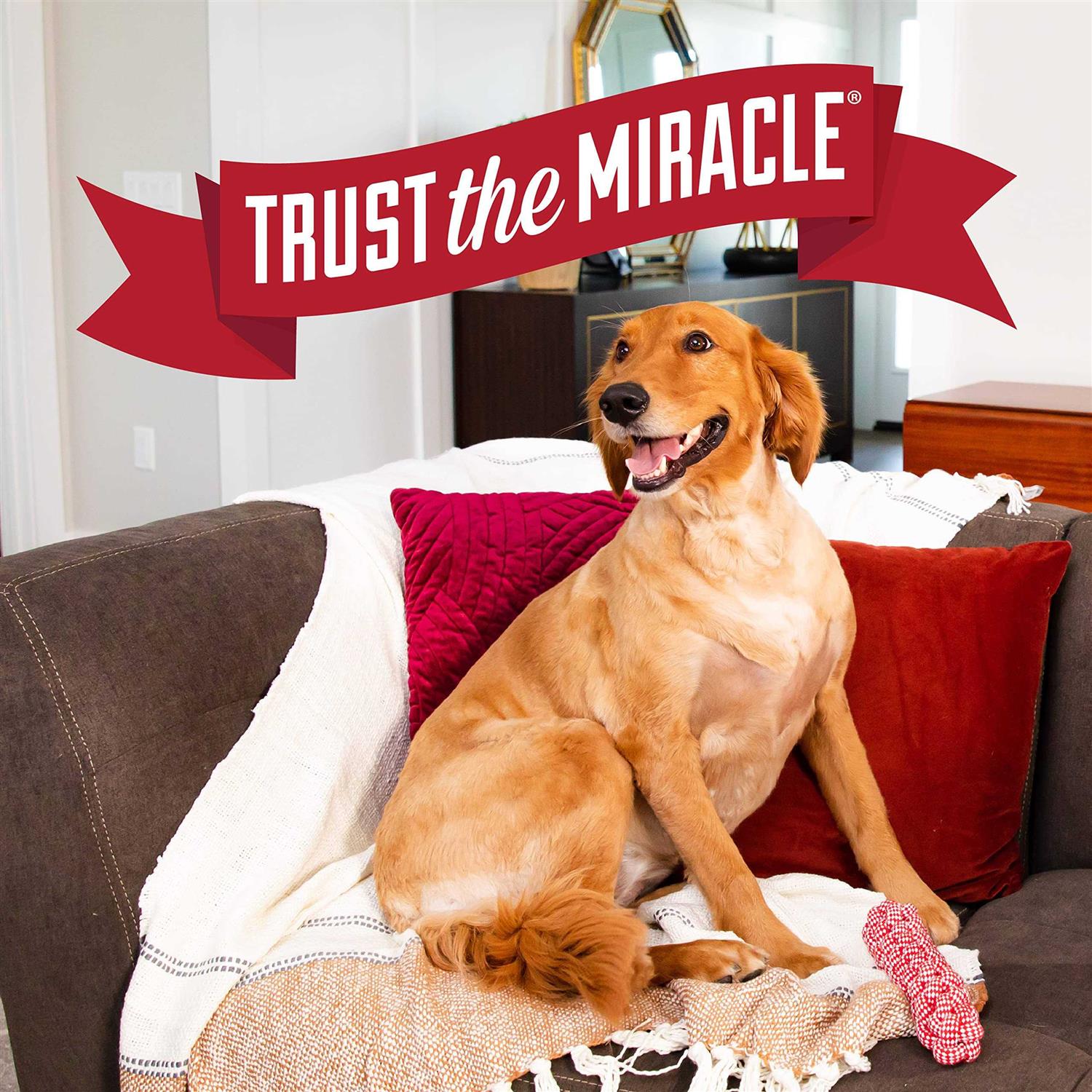 Nature’s Miracle Advanced Platinum Puppy Potty Training Spray - Healthber